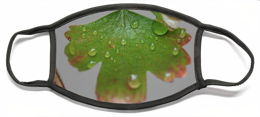 Leaf Face Mask featuring the photograph Rain drops on Leaf by Valerie Collins