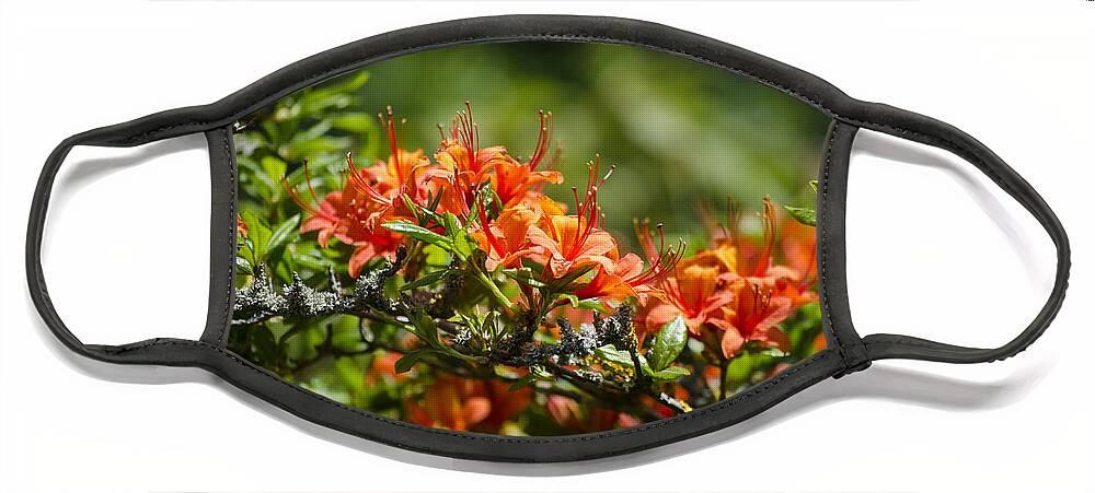 Orange Face Mask featuring the photograph Orange Rhododendron by Spikey Mouse Photography