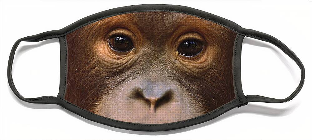 Feb0514 Face Mask featuring the photograph Orangutan Juvenile Borneo by Gerry Ellis