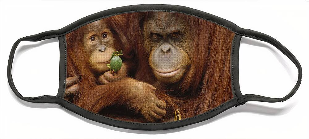 00200653 Face Mask featuring the photograph Orangutan Mother and Baby by Gerry Ellis