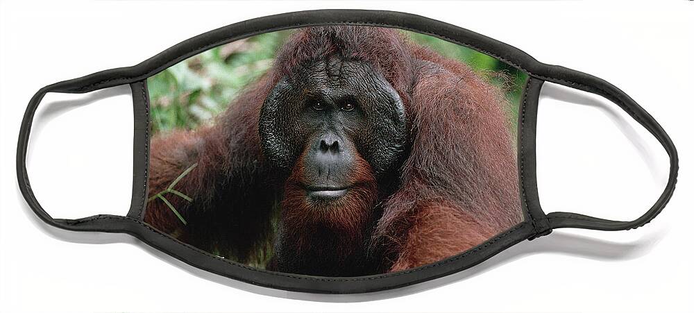 Feb0514 Face Mask featuring the photograph Orangutan Old Male Borneo by Konrad Wothe