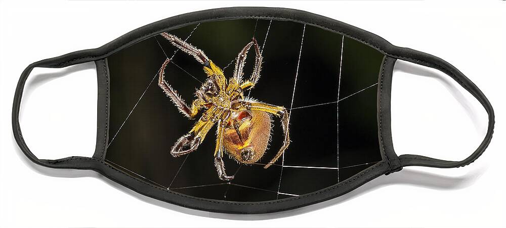 Konrad Wothe Face Mask featuring the photograph Orb-weaver Spider In Web Panguana by Konrad Wothe