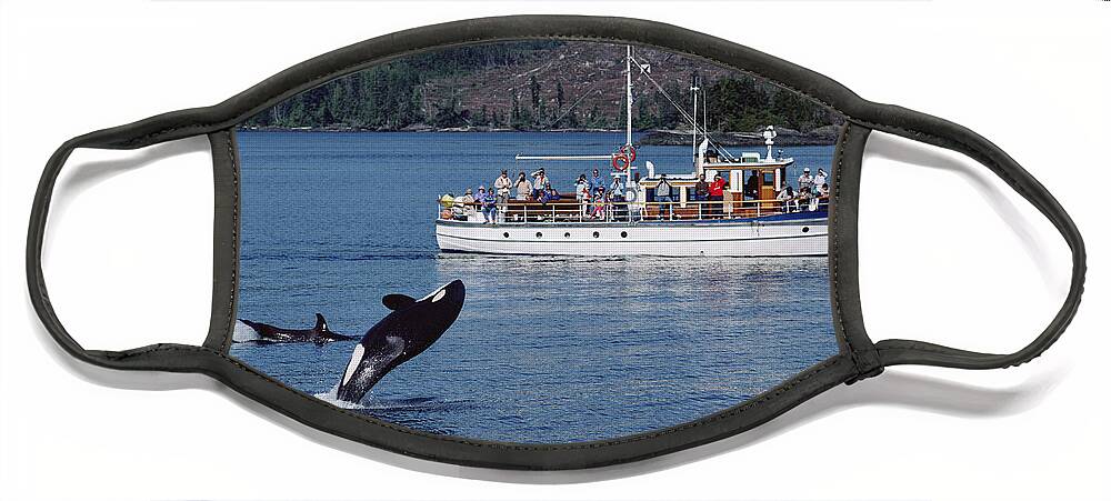 Feb0514 Face Mask featuring the photograph Orca Leaping And Whale Watchers by Flip Nicklin