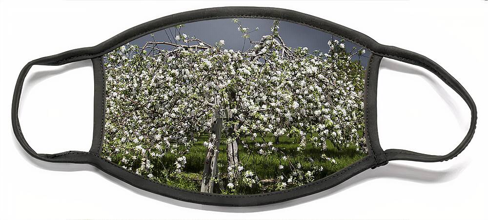 Maine Face Mask featuring the photograph Orchard by Karin Pinkham