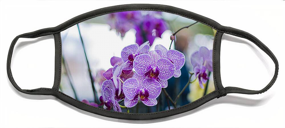 Botanical Gardens Face Mask featuring the photograph Orchid by Theodore Jones