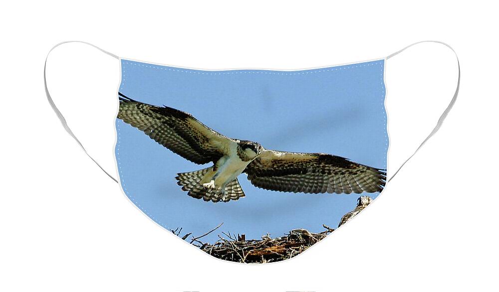 Osprey Face Mask featuring the photograph Osprey 4 by Bob Christopher