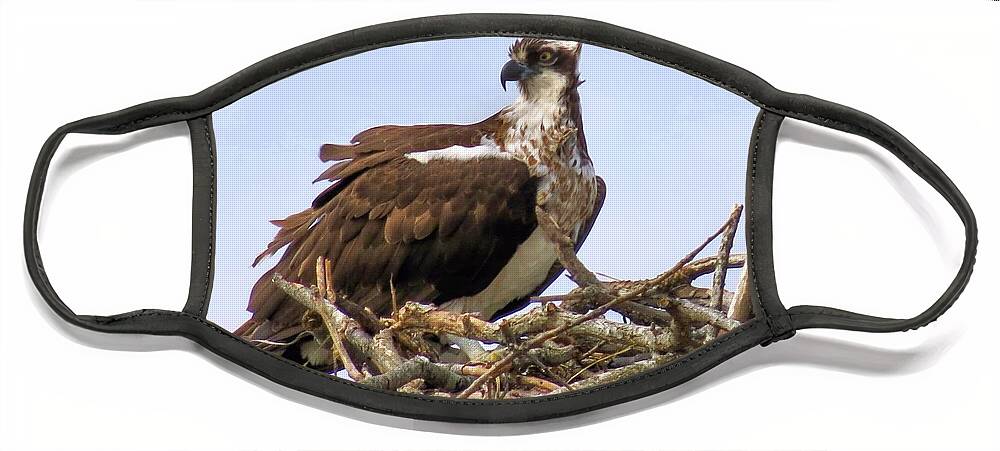 Birds Face Mask featuring the photograph Osprey by Janice Drew