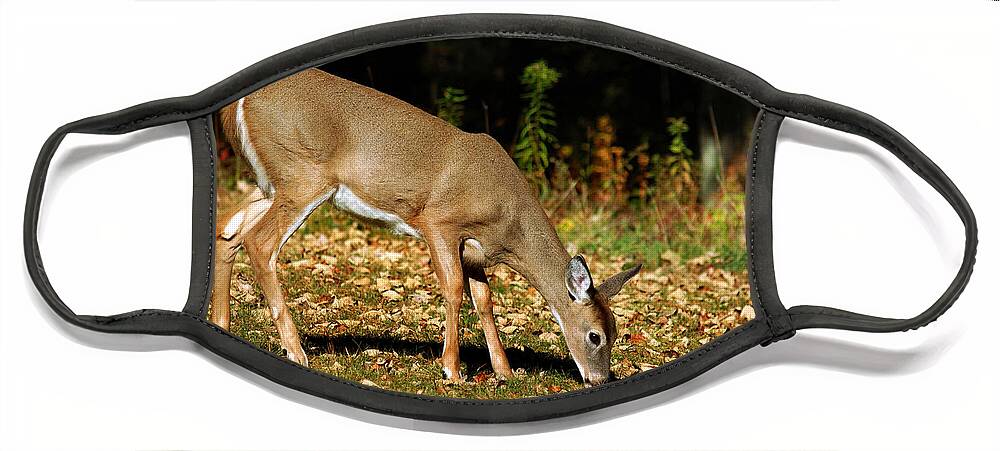 Deer Face Mask featuring the photograph Whitetail Out Of The Woods by Christina Rollo