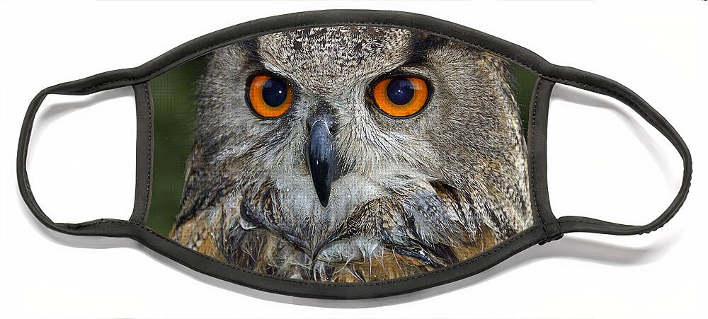 Owl Face Mask featuring the photograph Owl Bubo bubo portrait by Matthias Hauser