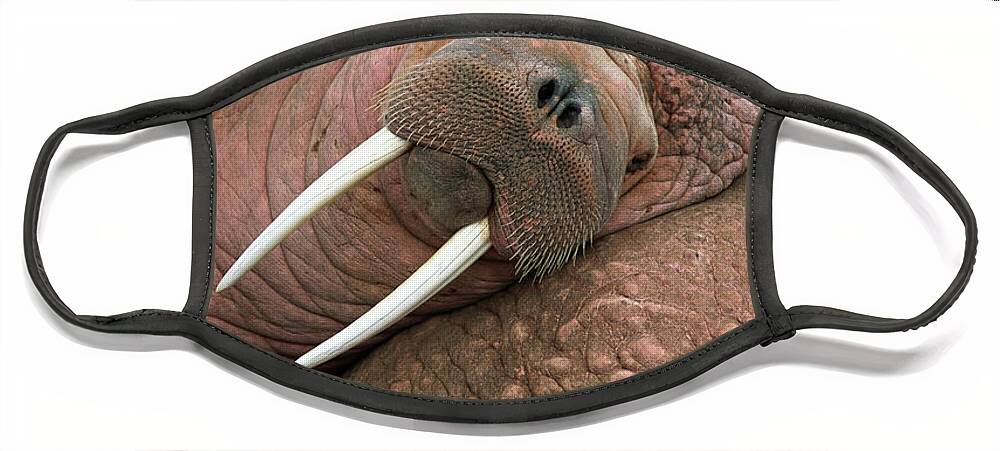 00344073 Face Mask featuring the photograph Bull Walrus on Round Island by Yva Momatiuk and John Eastcott
