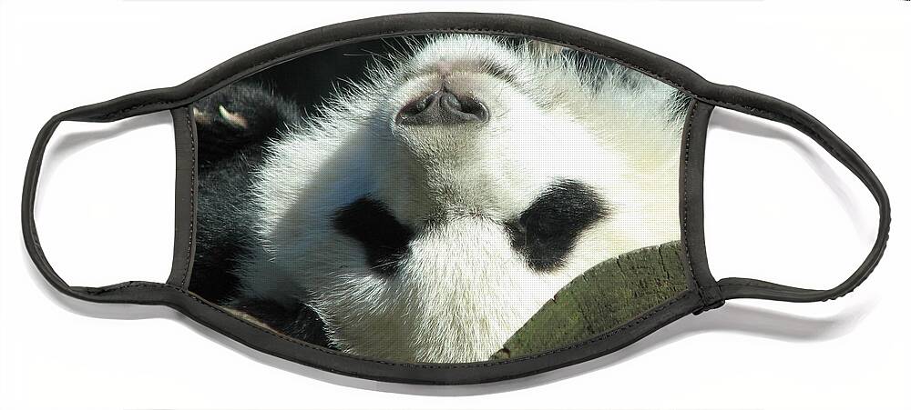 Baby Panda Bear Face Mask featuring the photograph Panda Playing Possum by Cleaster Cotton