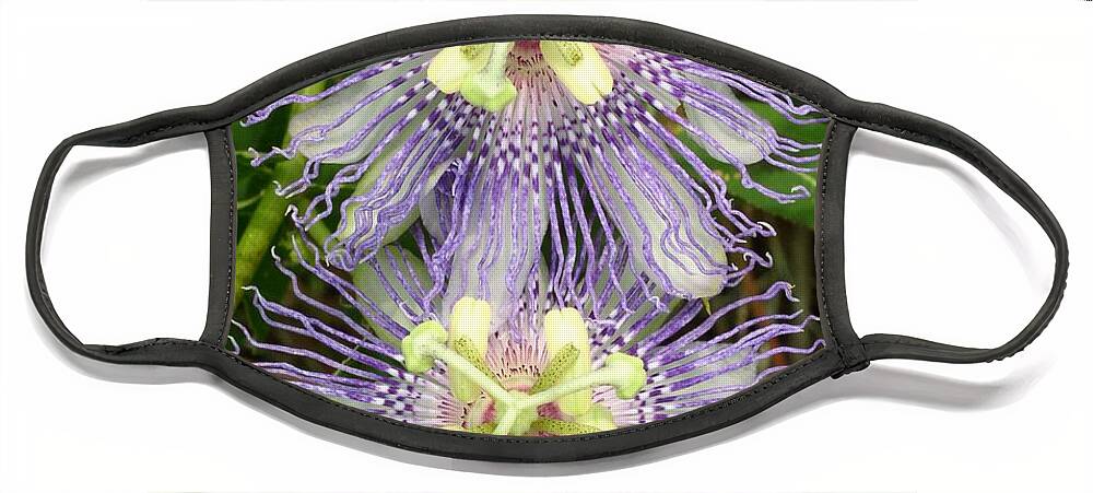 Passion Flowers Face Mask featuring the photograph Passionate Pair by Cleaster Cotton
