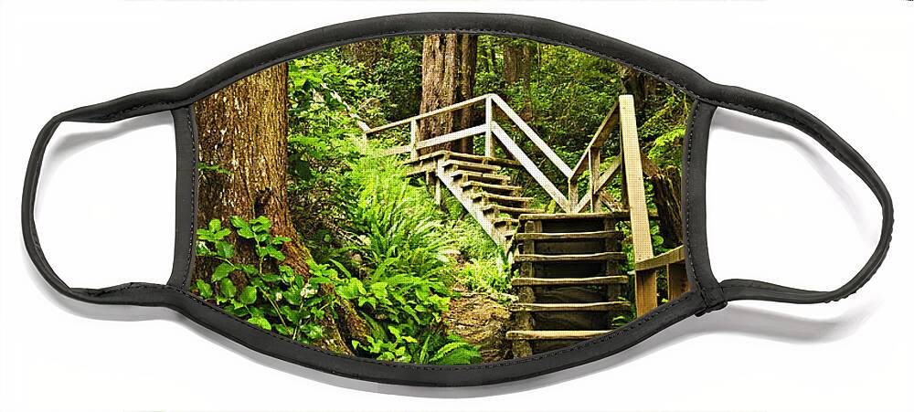 Rainforest Face Mask featuring the photograph Wooden path in temperate rainforest by Elena Elisseeva