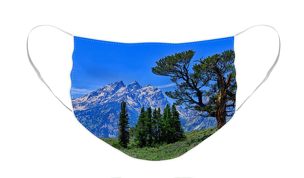 Patriarch Tree Face Mask featuring the photograph Patriarch Tree by Greg Norrell