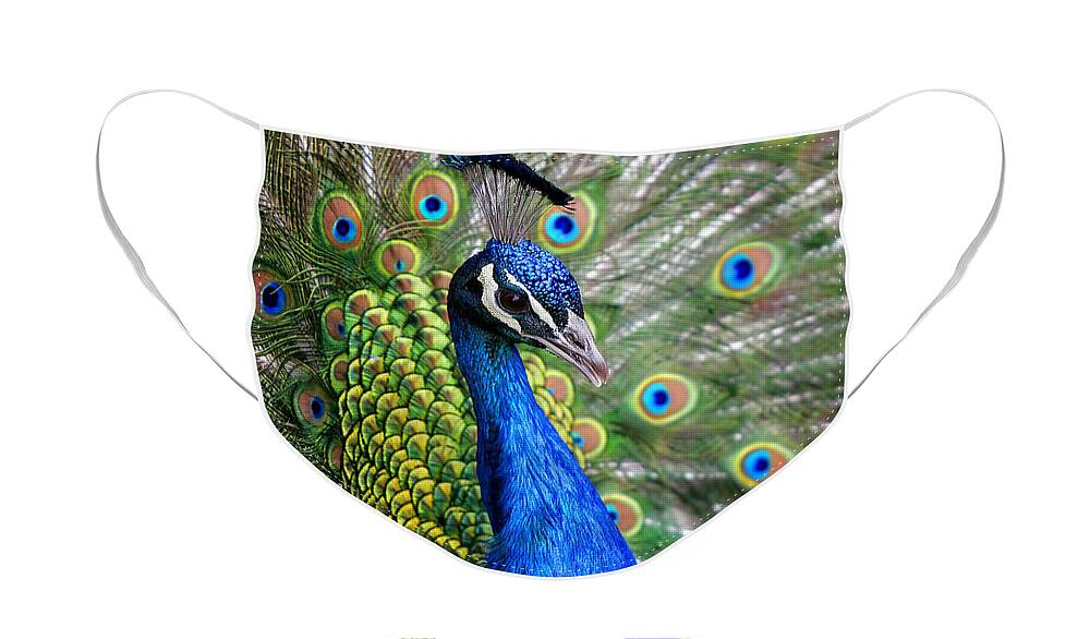 Peacock Face Mask featuring the photograph Peacock on Display by Lincoln Rogers