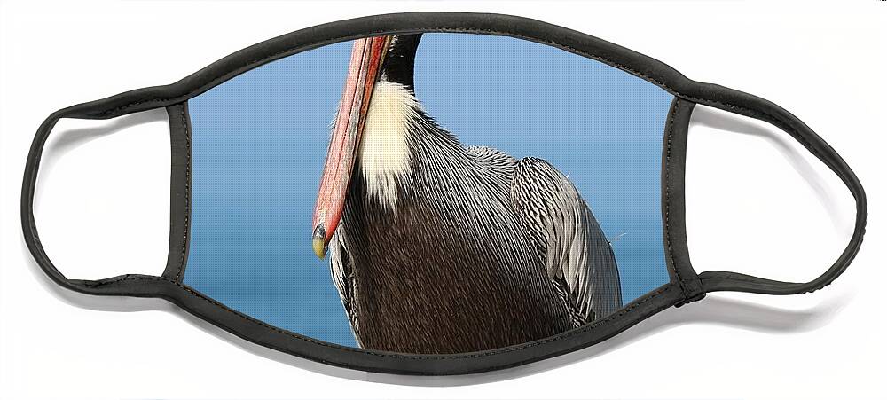 Wild Face Mask featuring the photograph Pelican - 3 by Christy Pooschke