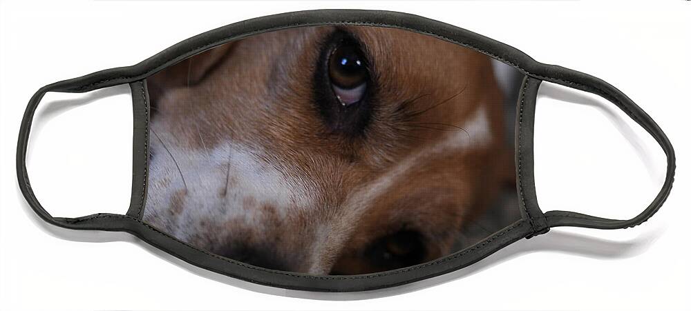 Beagle Face Mask featuring the photograph Penny the Beagle Dog by Valerie Collins