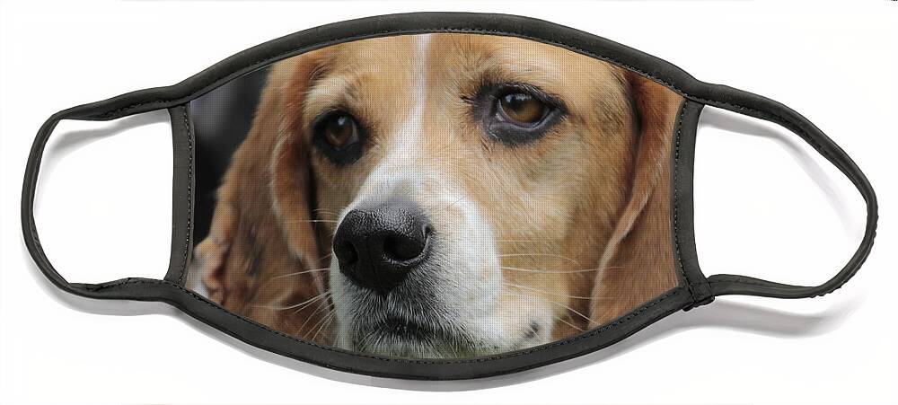 Beagle Face Mask featuring the photograph The Beagle named Penny by Valerie Collins