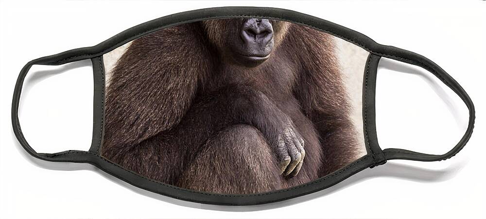 Africa Face Mask featuring the photograph Pensive Gorilla by Raul Rodriguez