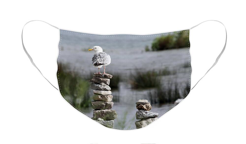 Seagull Face Mask featuring the photograph Perched on a Rock Cairn by Jackson Pearson