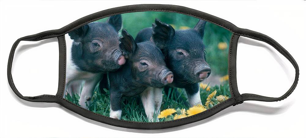 Nature Face Mask featuring the photograph Piglets by Alan and Sandy Carey