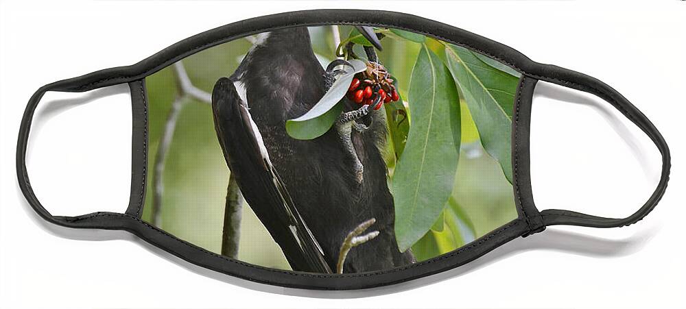 Woodpecker Face Mask featuring the photograph Pileated Woodpecker by Kathy Baccari