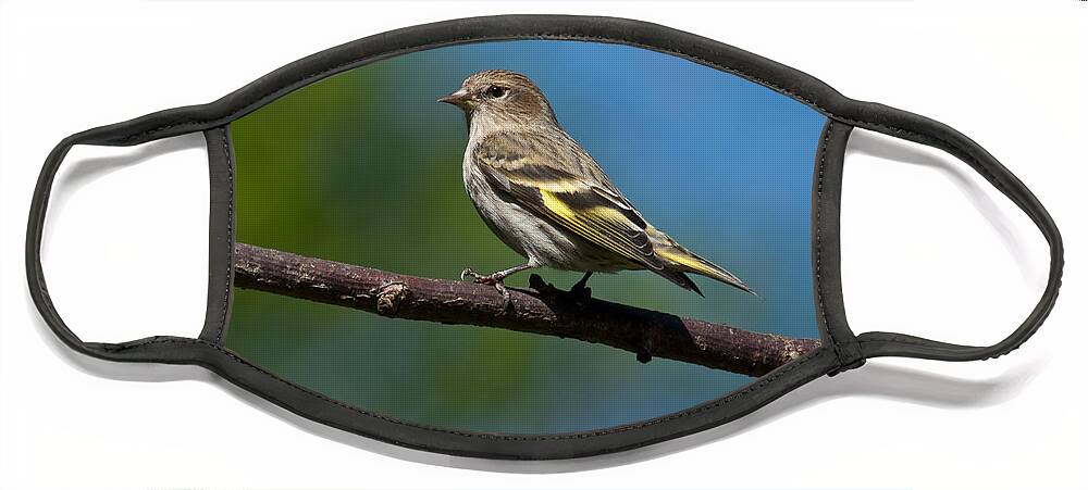 Animal Face Mask featuring the photograph Pine Siskin Perched on a Branch by Jeff Goulden
