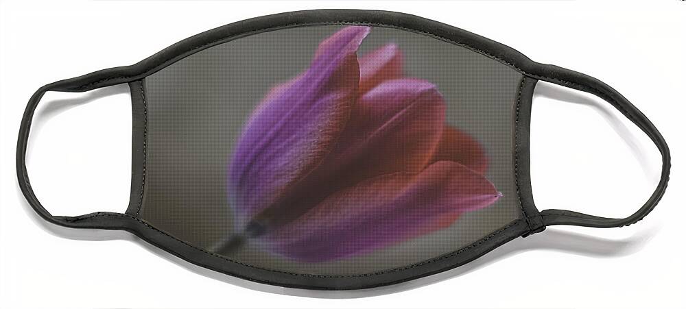Pink Tulip Face Mask featuring the photograph Pink Tulip by Ron Roberts