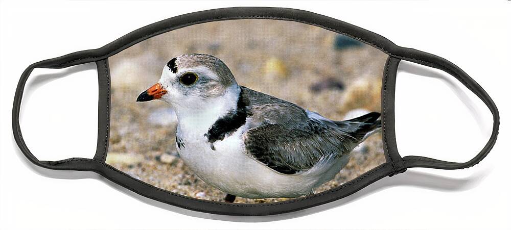 00220028 Face Mask featuring the photograph Piping Plover Sitting on Eggs by Tom Vezo