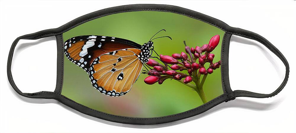 Bangkok Face Mask featuring the photograph Plain Tiger or African Monarch Butterfly DTHN0008 by Gerry Gantt