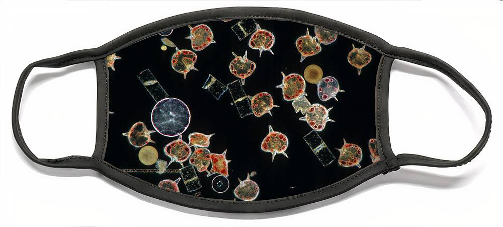 Flpa Face Mask featuring the photograph Plankton Dinoflagellates And Diatoms X20 by D P Wilson