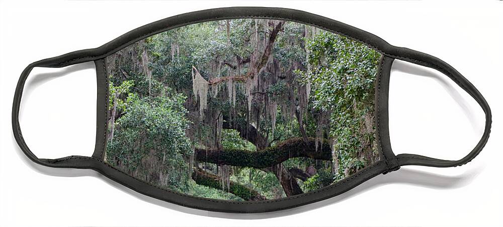Edgard Face Mask featuring the photograph Plantation Path by Jim Shackett