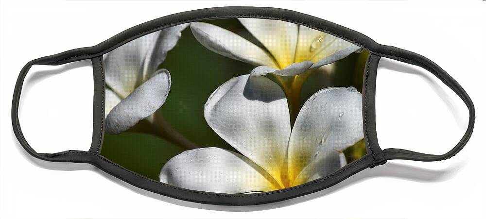 Plumeria Face Mask featuring the photograph Plumeria after a Rain by Steve Ondrus