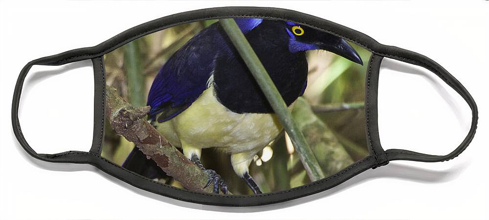 Birds Face Mask featuring the photograph Plush Crested Jay Cyanocorax chrysops by Venetia Featherstone-Witty