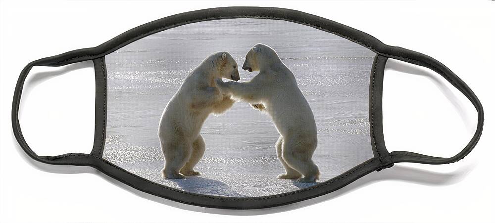 Feb0514 Face Mask featuring the photograph Polar Bear Pair Sparring Churchill by Flip Nicklin