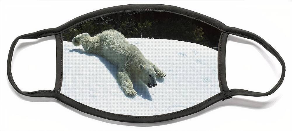 Feb0514 Face Mask featuring the photograph Polar Bear Sliding Down Snow Bank by San Diego Zoo