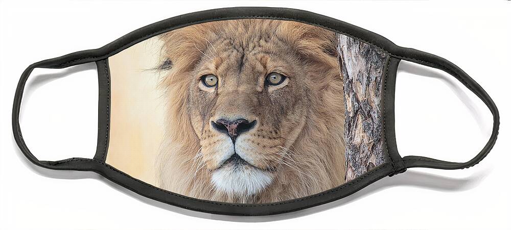 Lion Face Mask featuring the photograph Portrait of a Lion by Everet Regal