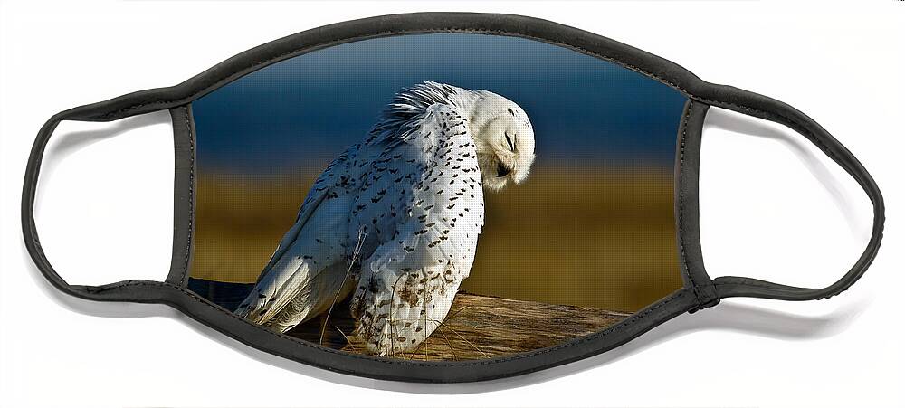 Snowy Owl Face Mask featuring the photograph Pray by Steve McKinzie