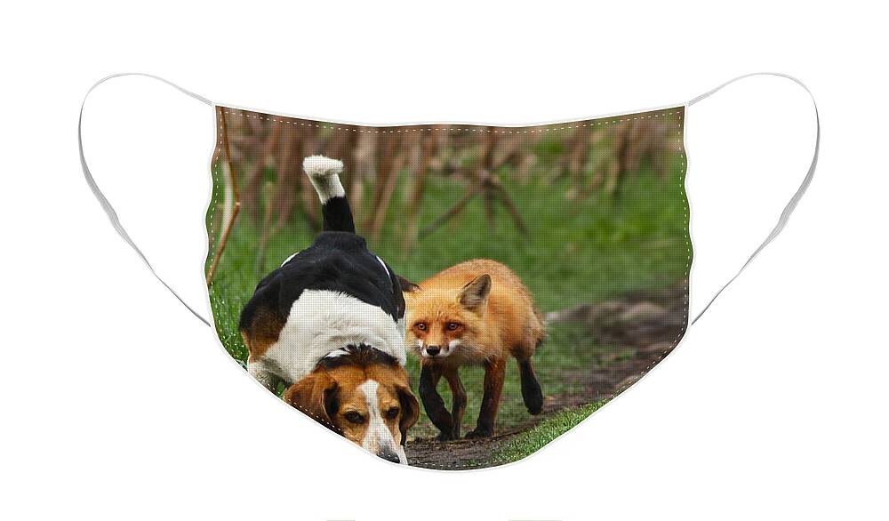 Animals Face Mask featuring the photograph Probably the World's Worst Hunting Dog by Mircea Costina Photography