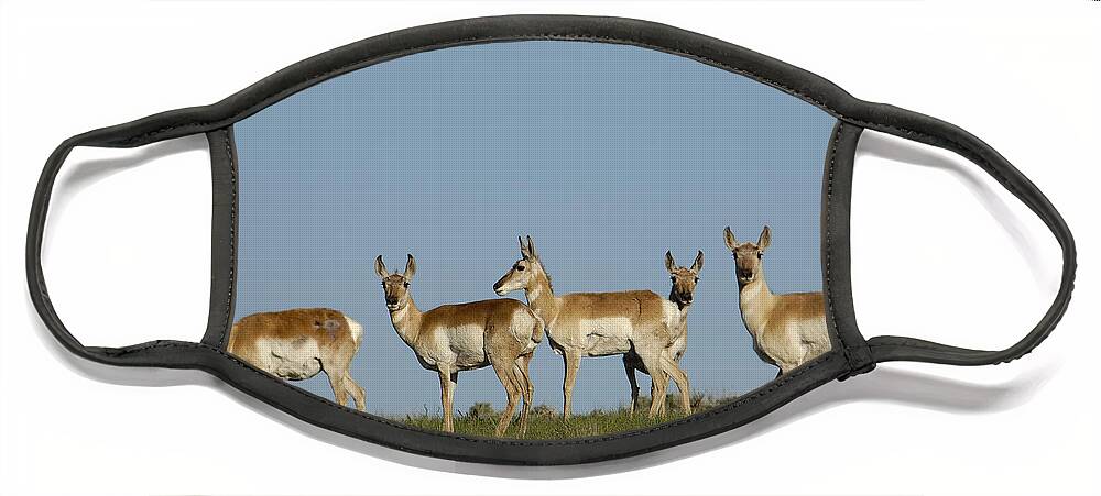 Feb0514 Face Mask featuring the photograph Pronghorn Antelope Herd Wyoming by Pete Oxford