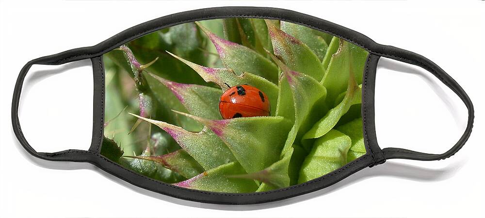 Ladybug Face Mask featuring the photograph Protection by Shane Bechler