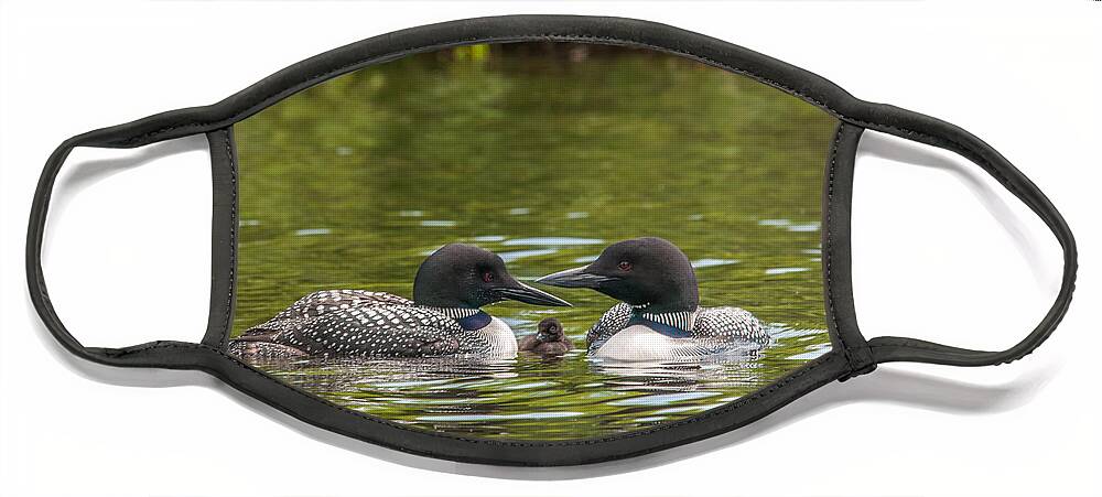 Common Loon Face Mask featuring the photograph Proud Parents by Brenda Jacobs
