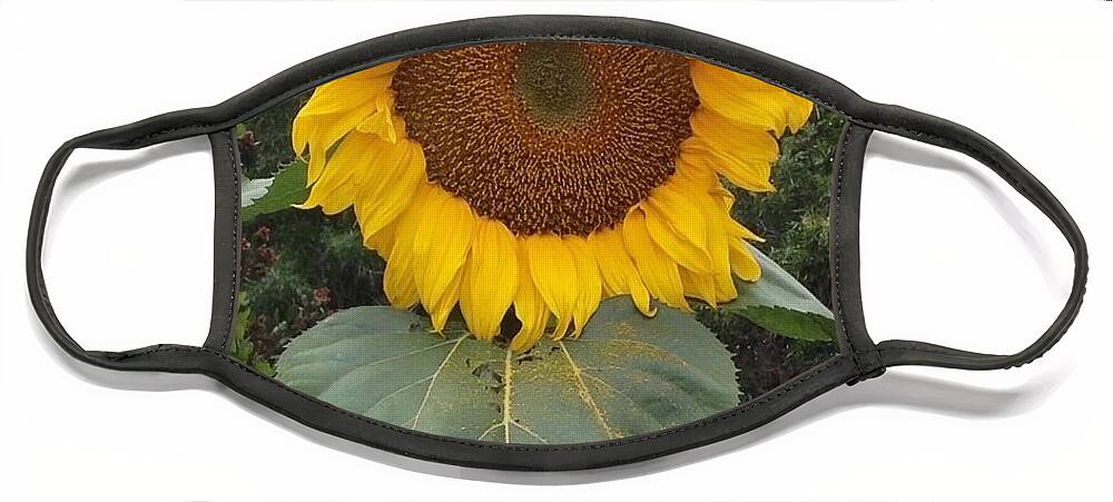 Proud Sunflower Face Mask featuring the digital art Proud Sunflower by Cindy Collier Harris