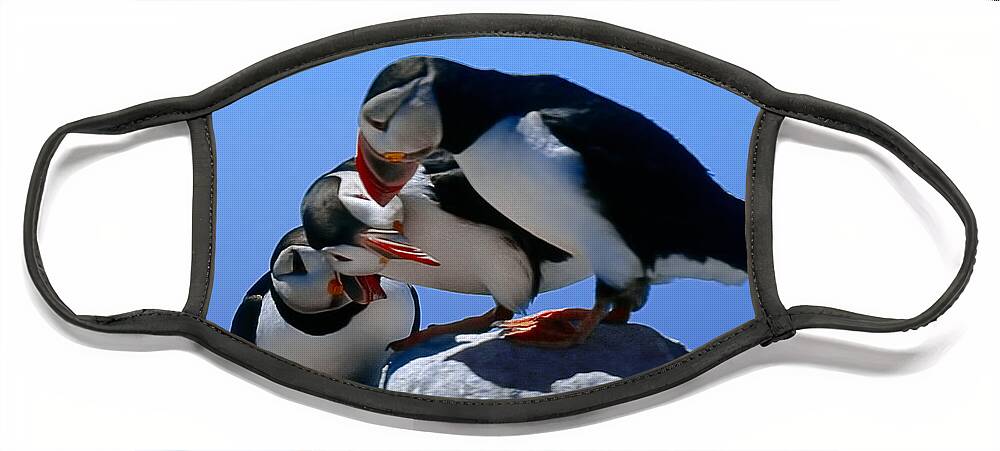 Puffins Face Mask featuring the photograph Puffins Discussin by Marty Saccone