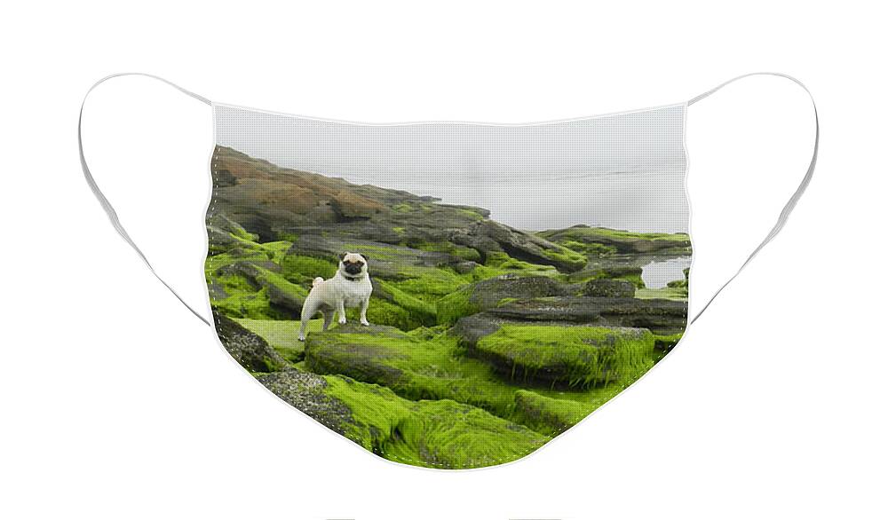 Pug Face Mask featuring the photograph Pug on the Rocks by Deborah Ferree