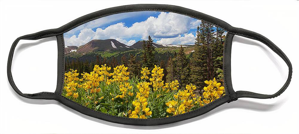 Flowers Face Mask featuring the photograph Pure Gold by Jim Garrison