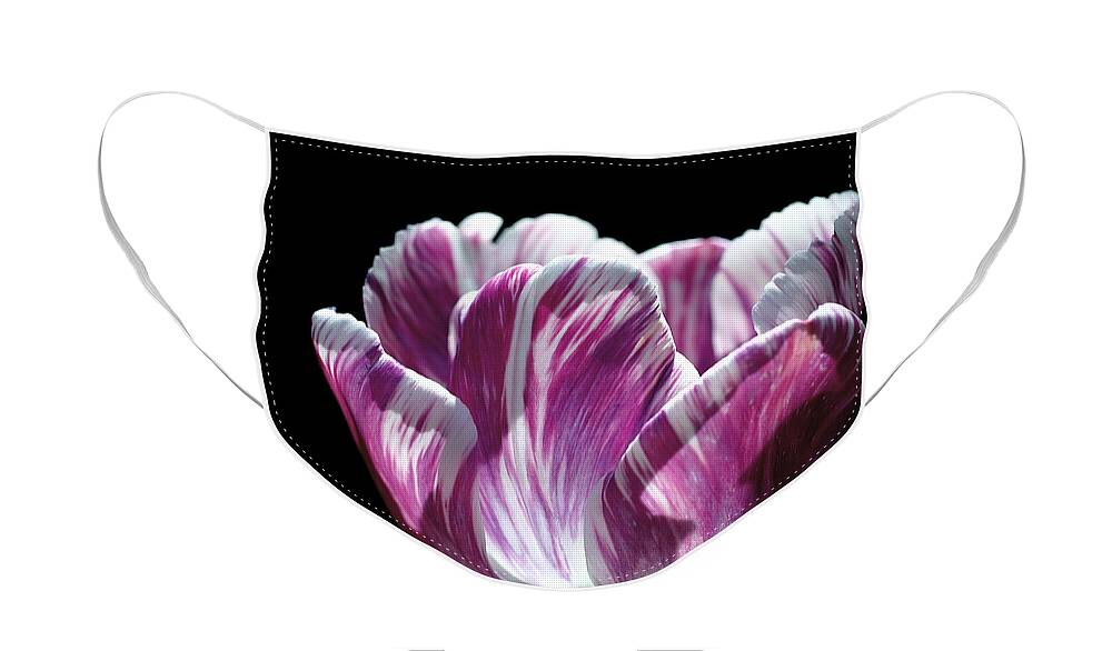 Tulip Face Mask featuring the photograph Purple and White Marbled Tulip by Rona Black