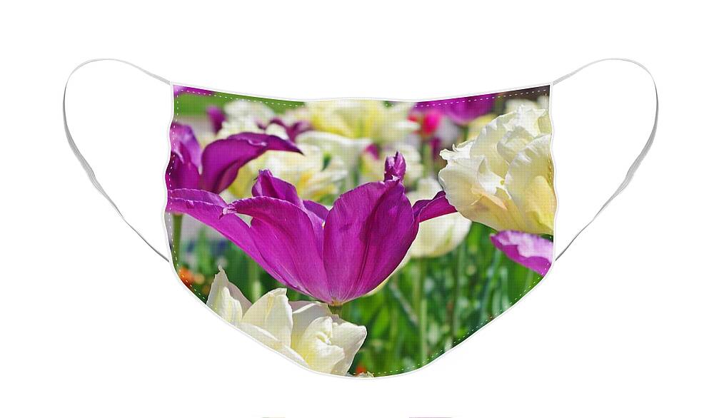 Purple Tulips Face Mask featuring the photograph Purple and White Tulips by Sharon Popek
