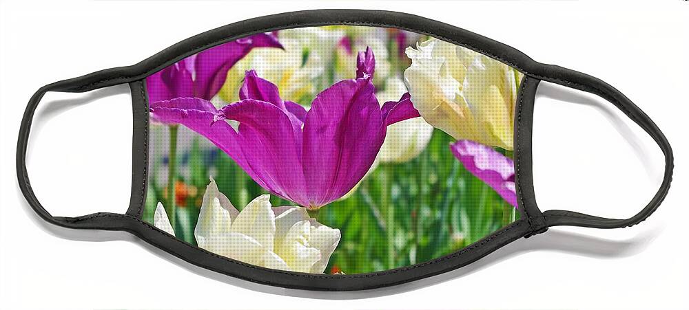 Purple Tulips Face Mask featuring the photograph Purple and White Tulips by Sharon Popek