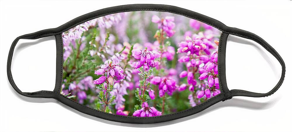  Flower Face Mask featuring the photograph Purple bell erica heather plants by Simon Bratt